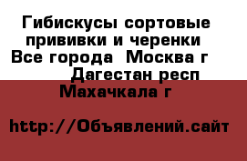 Гибискусы сортовые, прививки и черенки - Все города, Москва г.  »    . Дагестан респ.,Махачкала г.